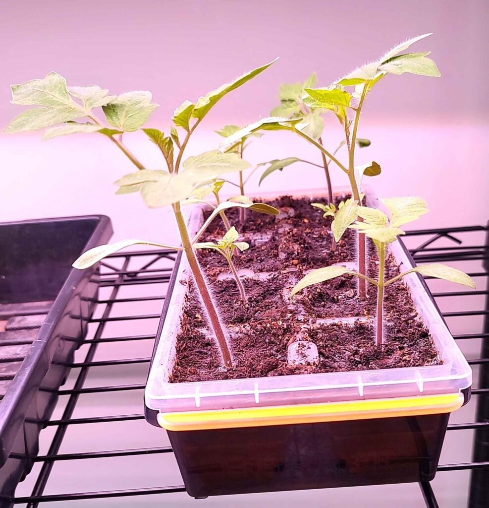 How to grow tomatoes
