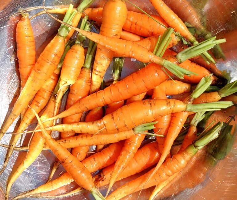 How to grow carrots