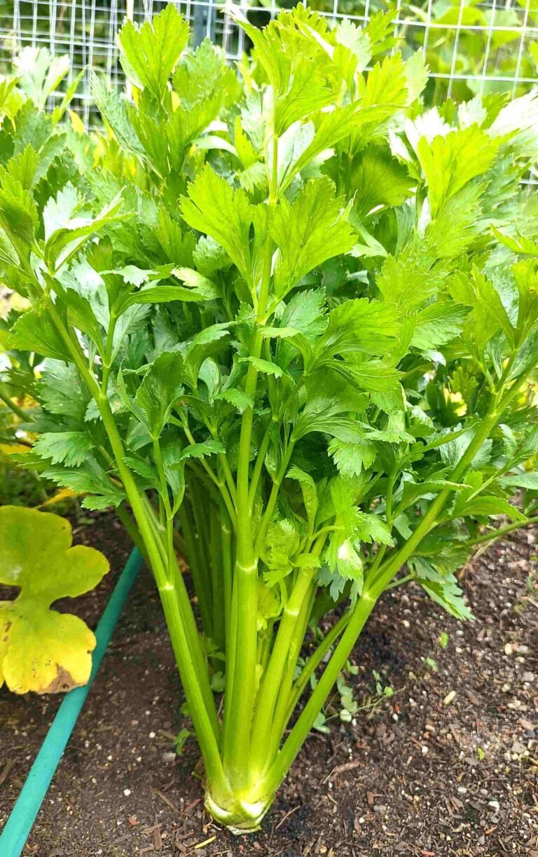 How to grow celery