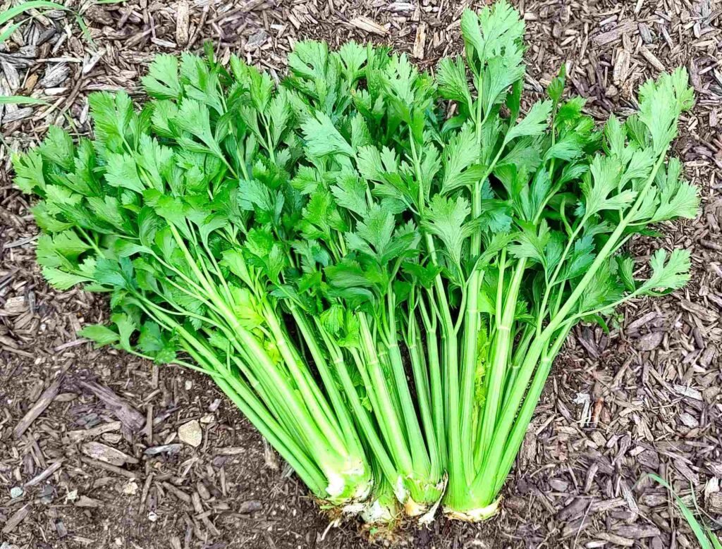 How to grow celery