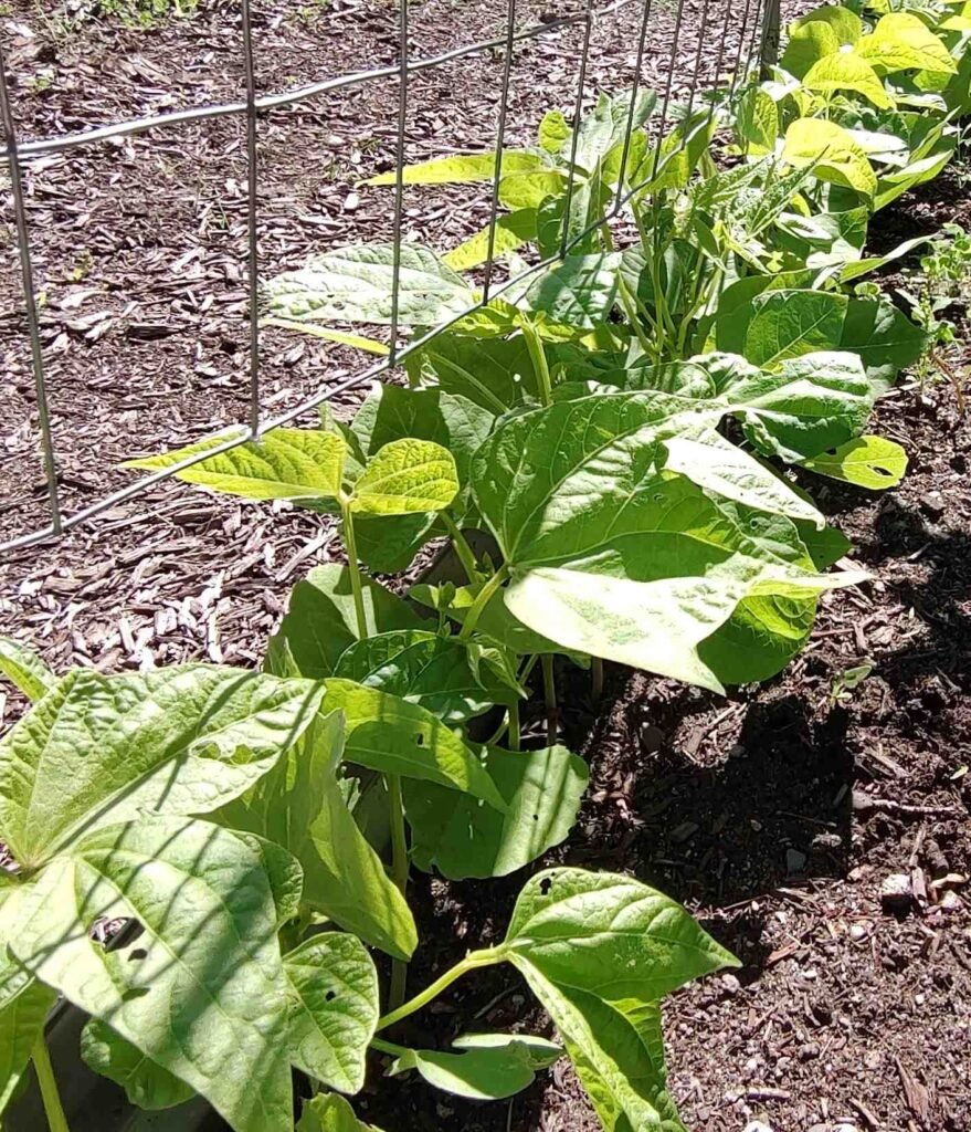 How to grow beans