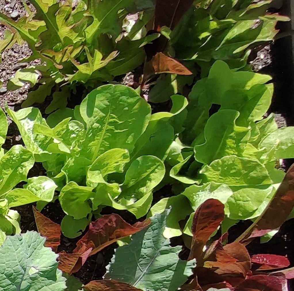 How to grow lettuce