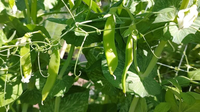 How to grow peas