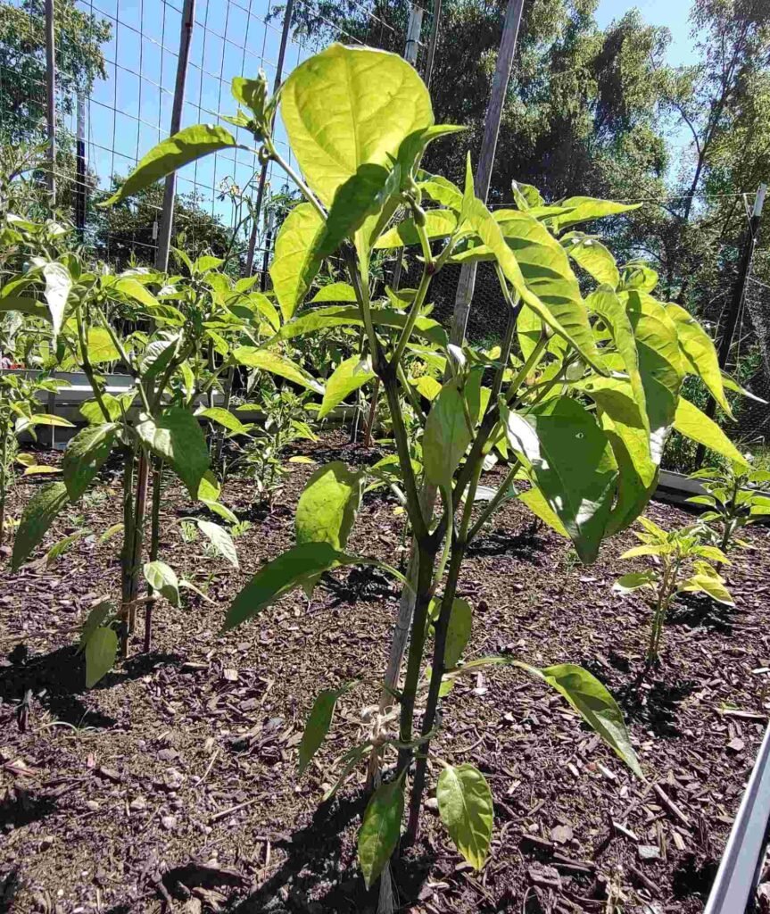 How to grow peppers