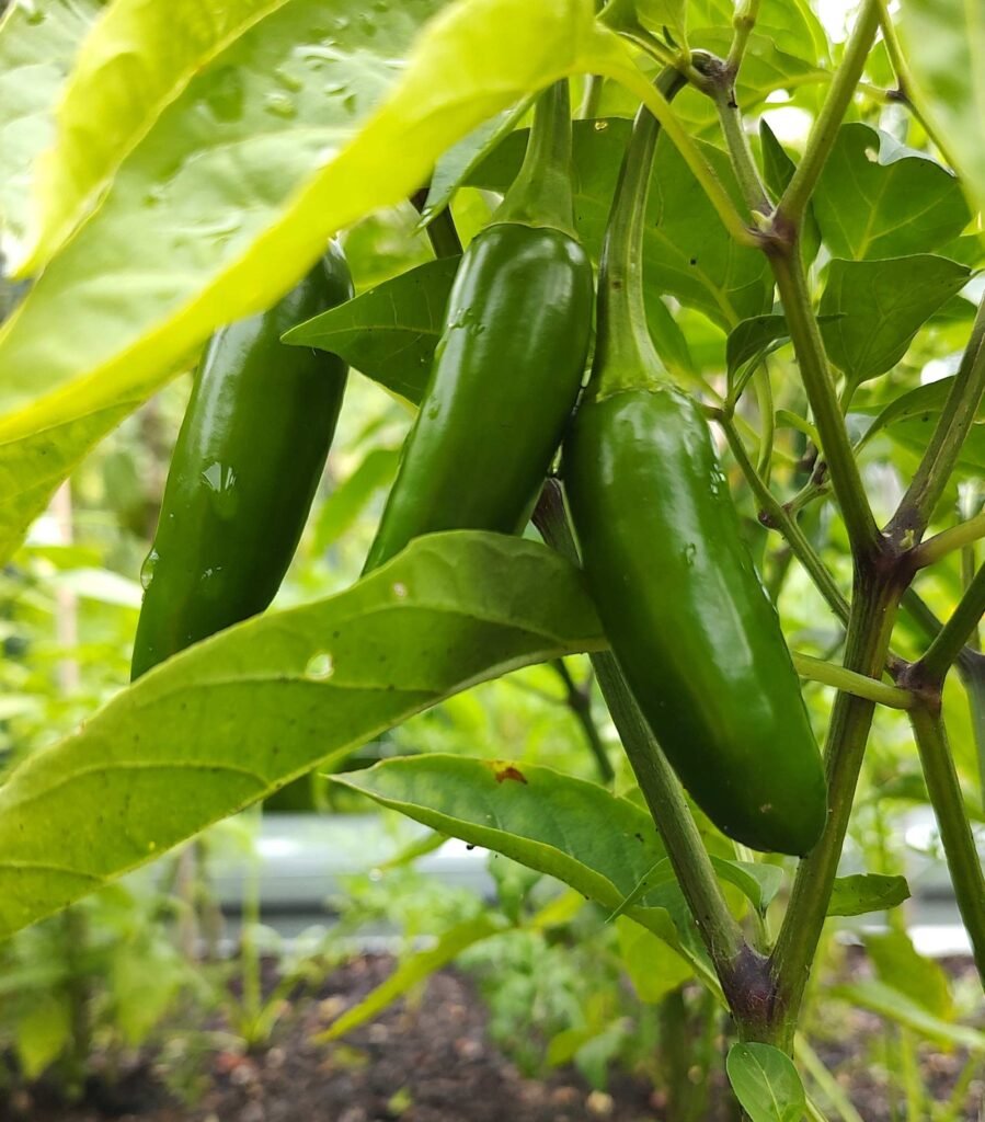 How to grow peppers