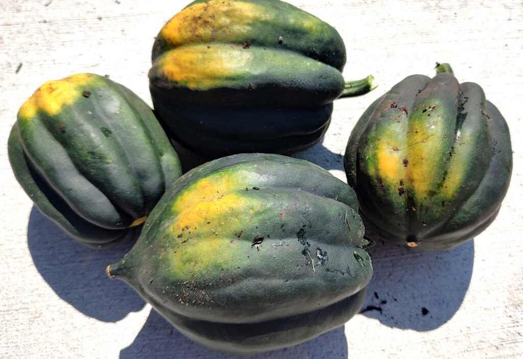 How to grow squash