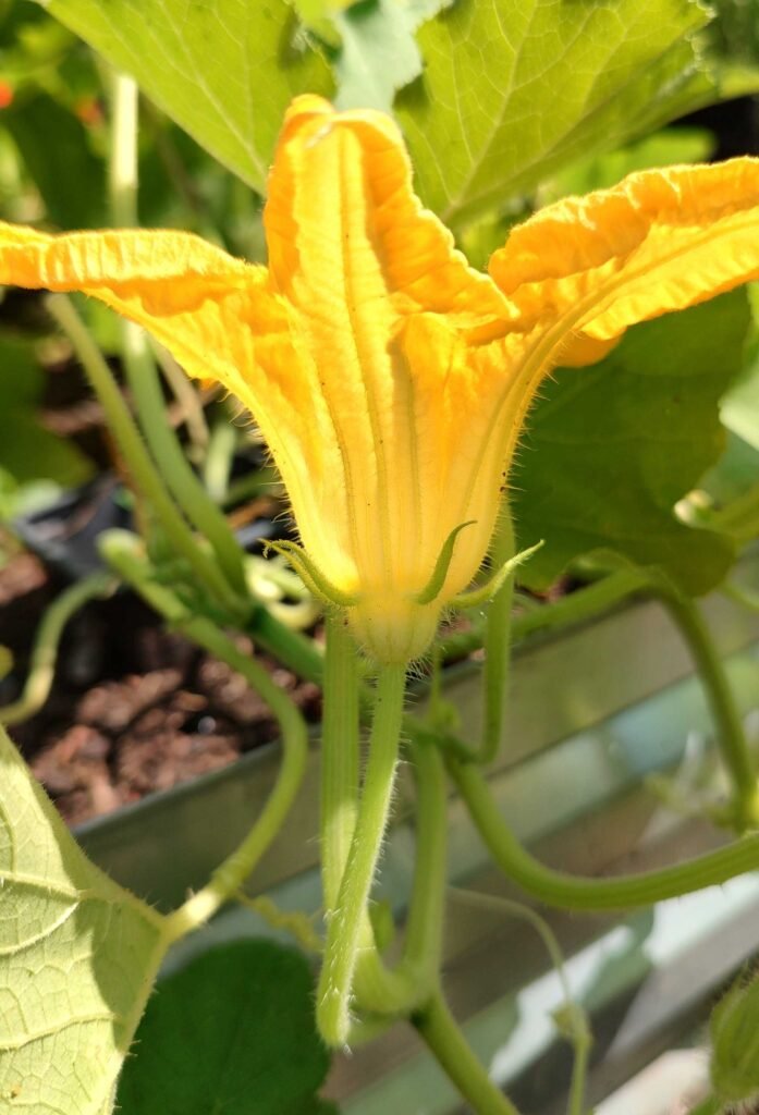 How to grow squash