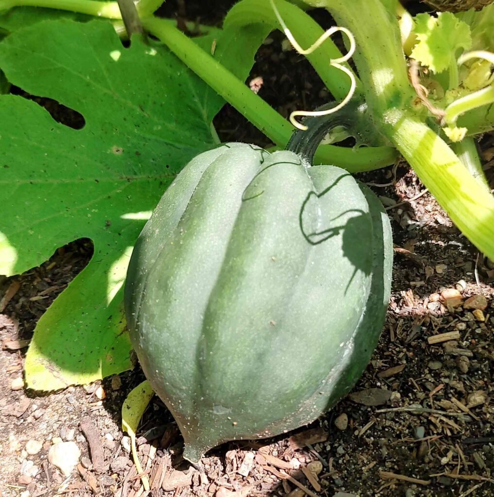 How to grow squash