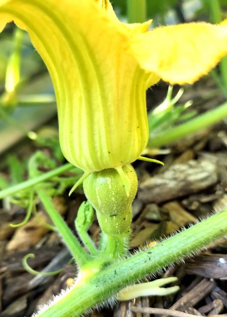 How to grow squash