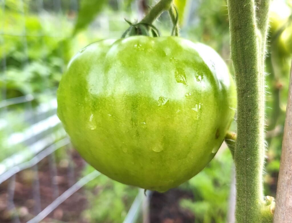 How to grow tomatoes