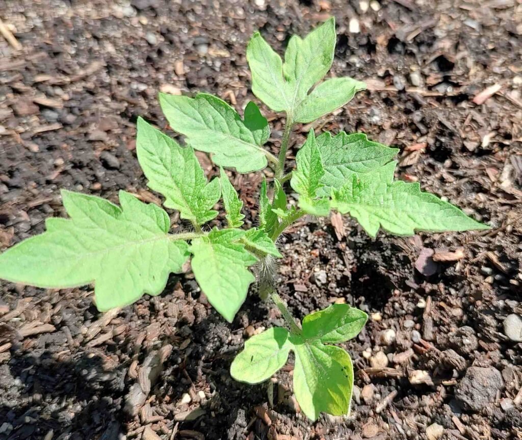 How to grow tomatoes