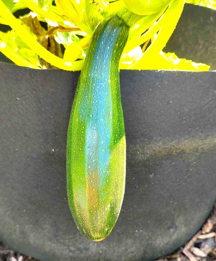 How to grow squash